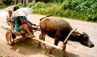 Goru Gari